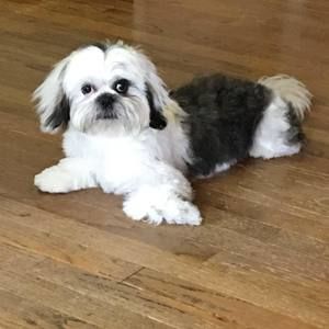 Meet your Posher, Sandy